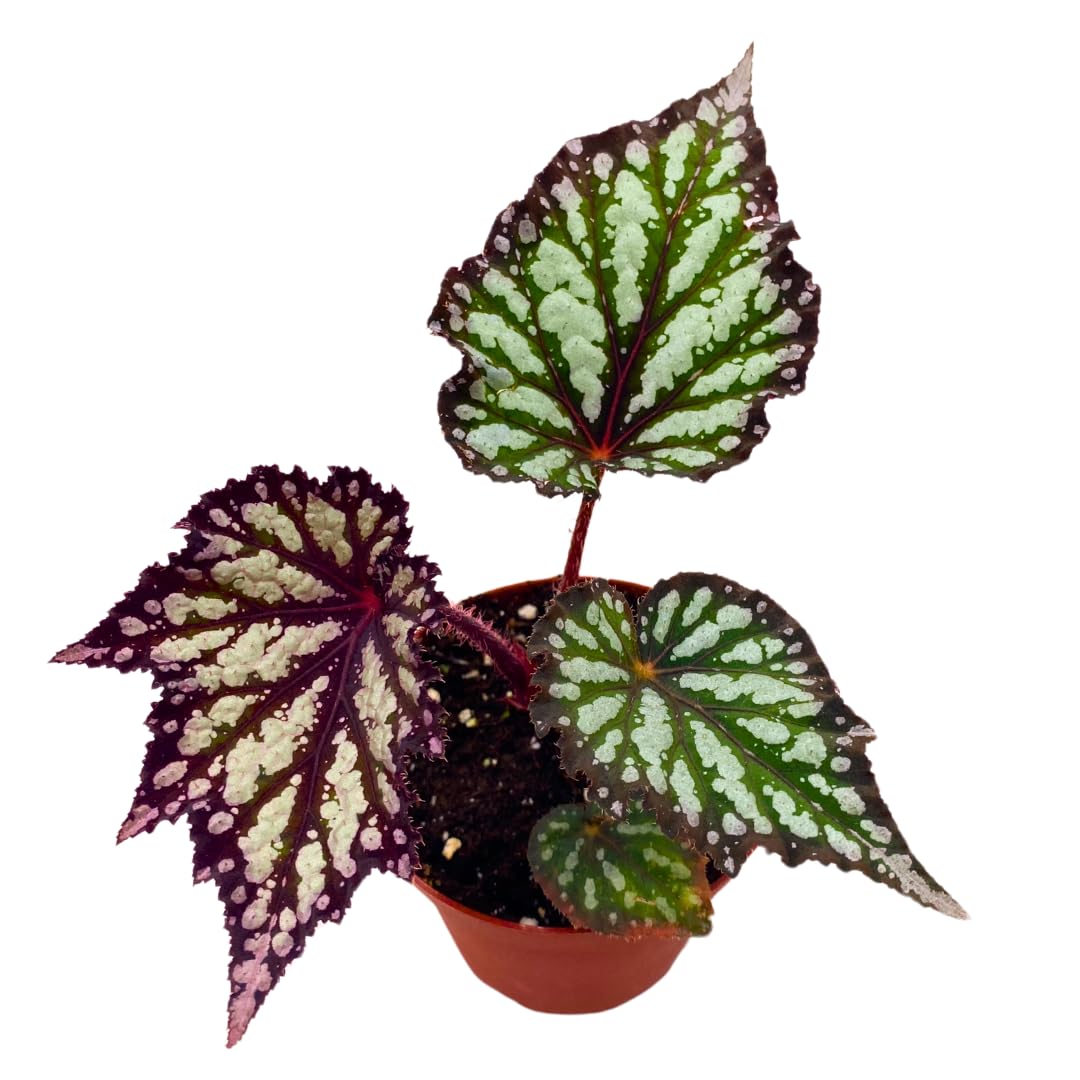 Harmony Foliage Summer Storm Begonia Rex 4 inch