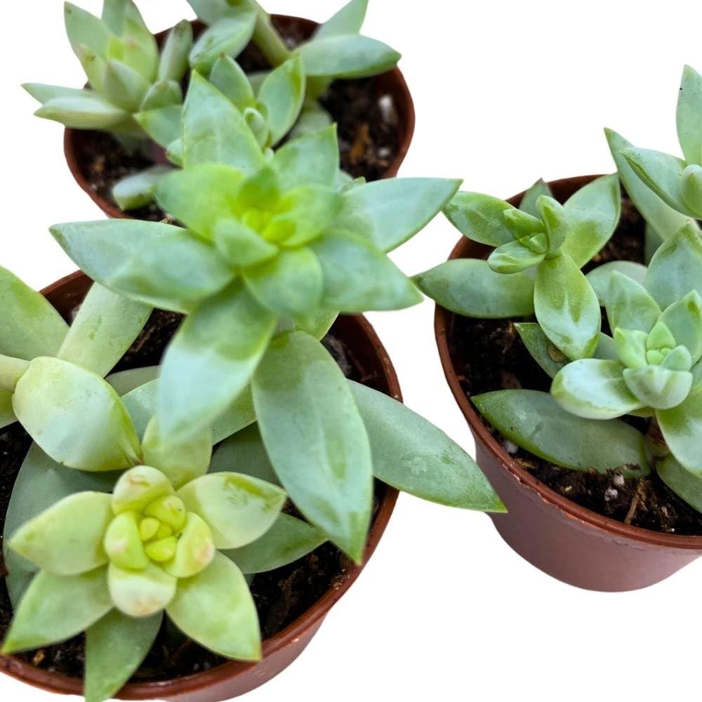 Greene's liveforever 2 inch Set of 3, Dudleya greenei Stonecrop Succulent Tiny Mini Pixie