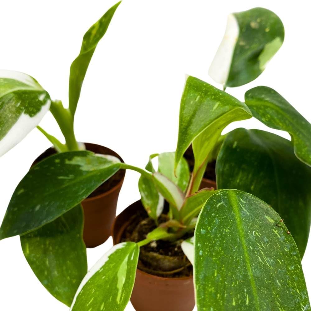 Philodendron White Wizard 2 inch Set of 3 Rare Variegated Philo Tiny Mini Pixie Plants