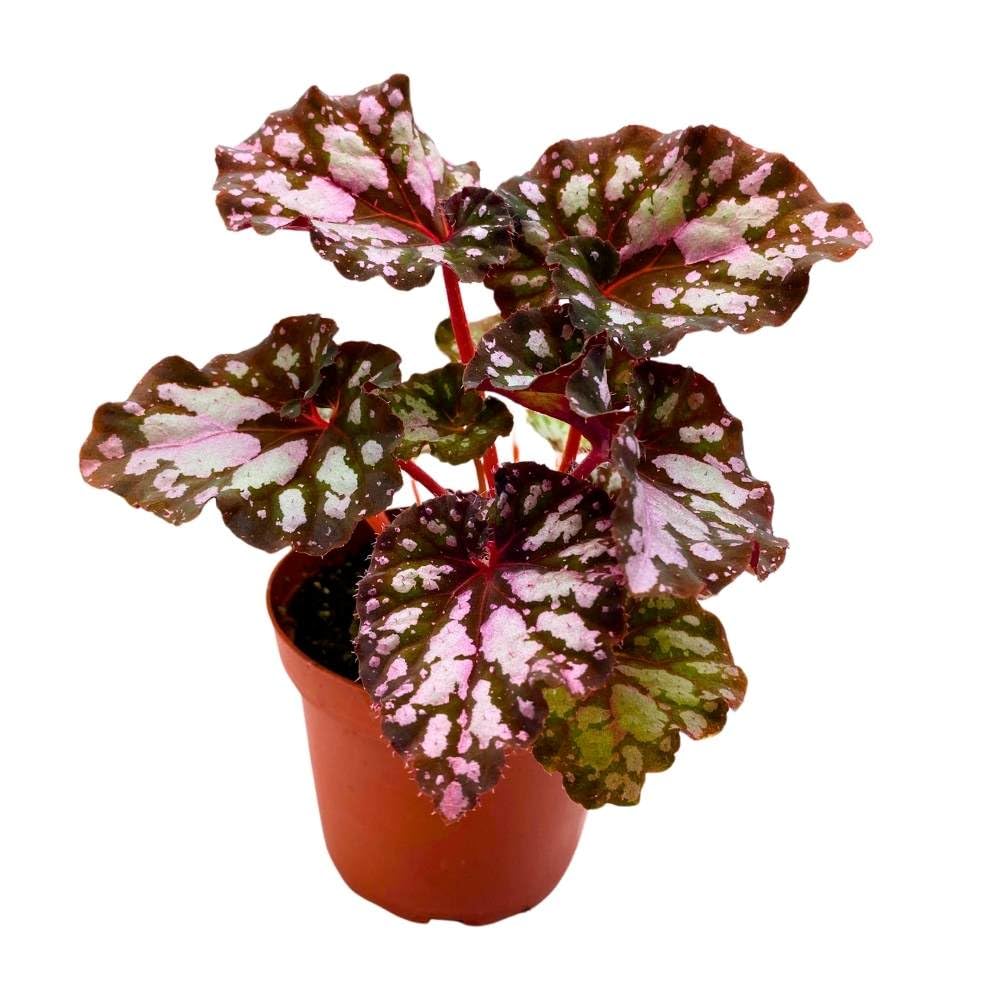 Harmony's Twisted Sister Begonia Rex, 4 inch Pink Blush with Spotty White Dots