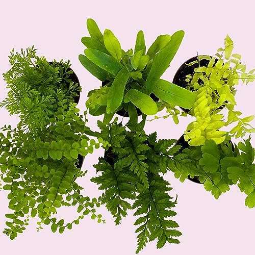 BubbleBlooms Fern Variety Assortment, 6 Different Ferns in 2 inch pots Tiny Mini Pixie Plants