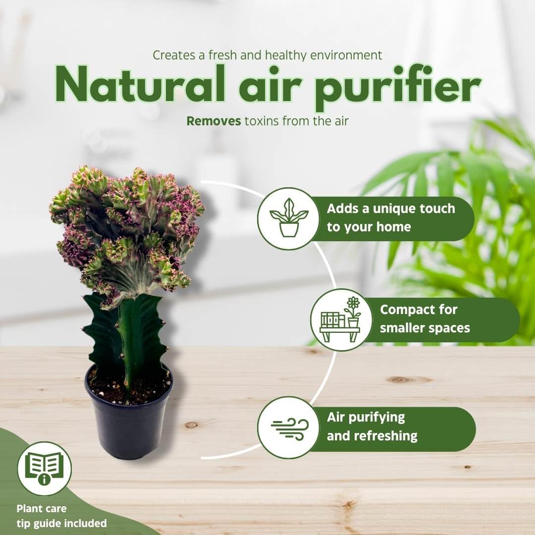 BubbleBlooms Pink Mermaid Tail Variegated Grafted Cactus Rare 4 inch