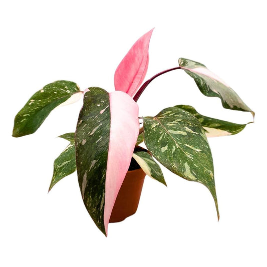 BubbleBlooms Philodendron Pink Naomi 4 inch Pink Princess