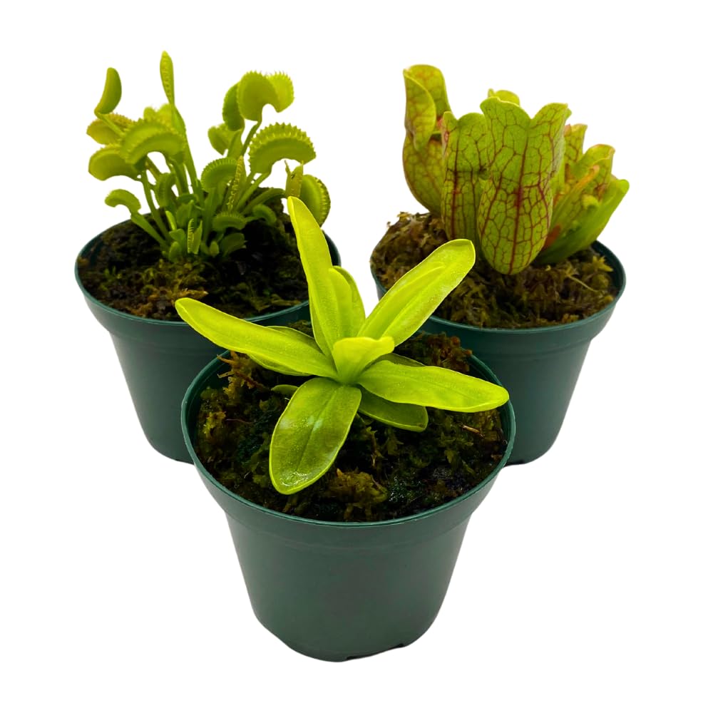 BubbleBlooms Carnivorous Assortment in 3 inch Pots Set of 3
