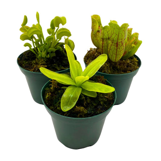 BubbleBlooms Carnivorous Assortment in 3 inch Pots Set of 3