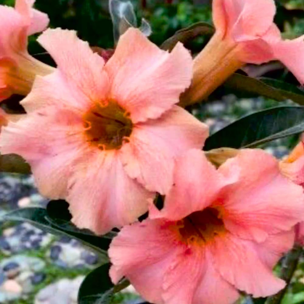 BubbleBlooms Desert Rose Sleeping Beauty in a 4 inch Pot Extremely Rare Flower