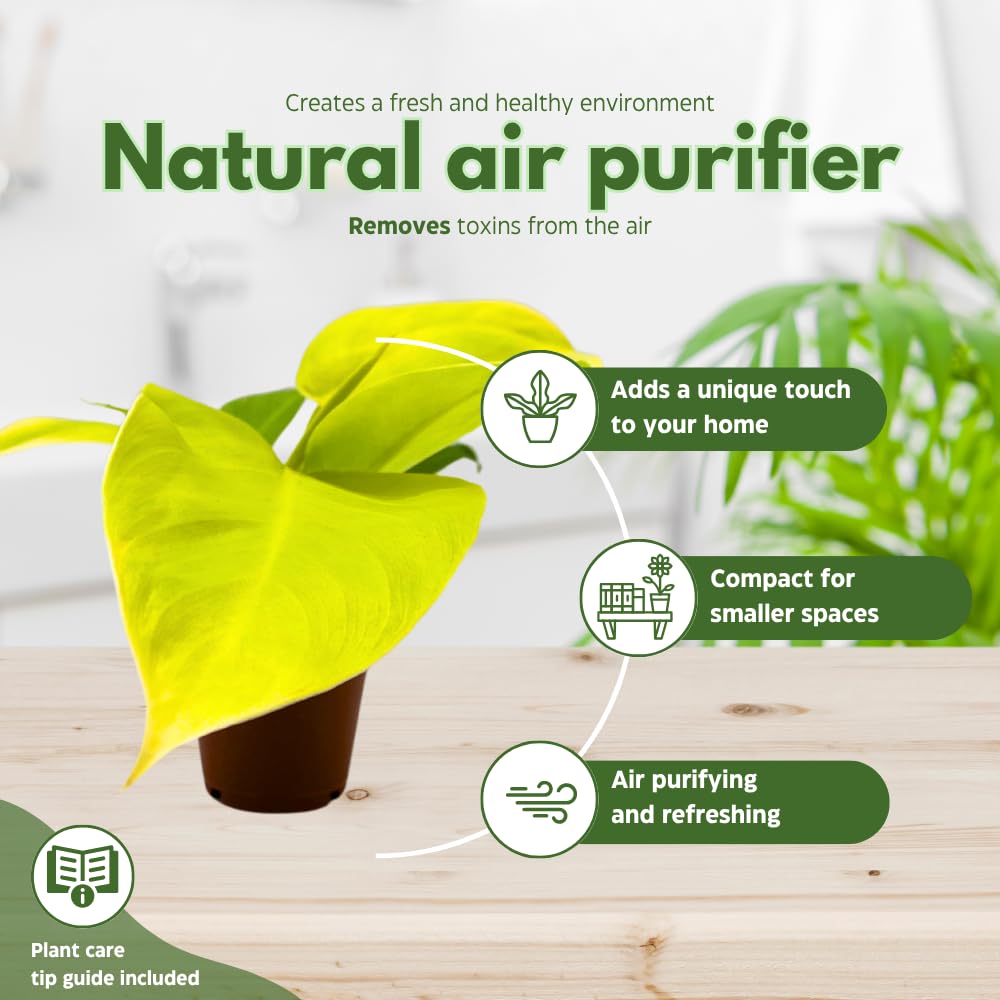 BubbleBlooms Philodendron Golden Imperial in a 2 inch Pot Tiny Minie Pixie Plant