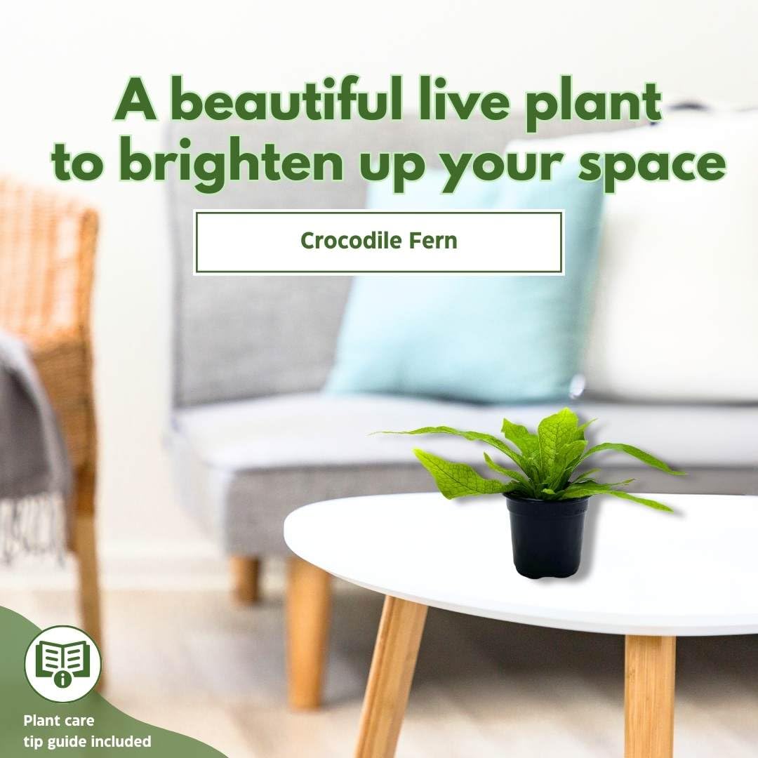 BubbleBlooms Crocodile Fern Microsorum musifolium Crocodyllus in a 4 inch Pot