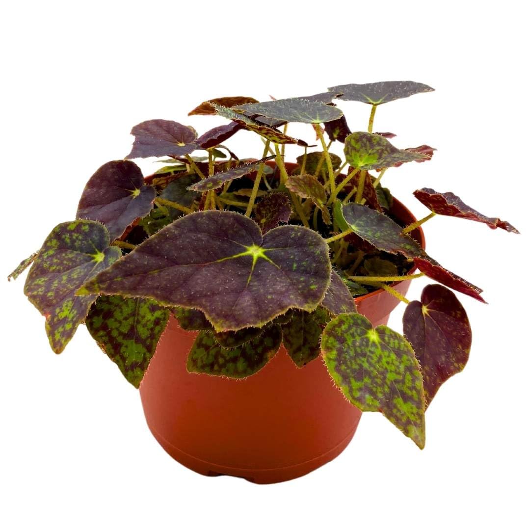 Harmony Foliage Begonia Ace's High 6 inch Rhizomatous