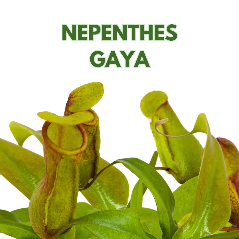 BubbleBlooms Carnivorous Plant Winged Pitcher Nepenthes Gaya in a 3 inch Pot