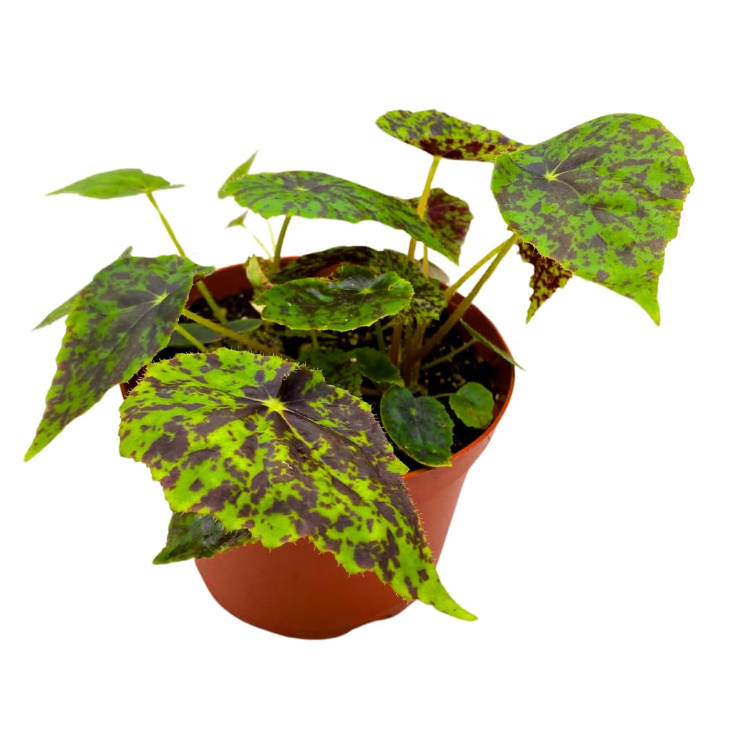 Harmony Foliage Shy Dancer Begonia Rhizomatous 6 inch Green Spotted Rhizo