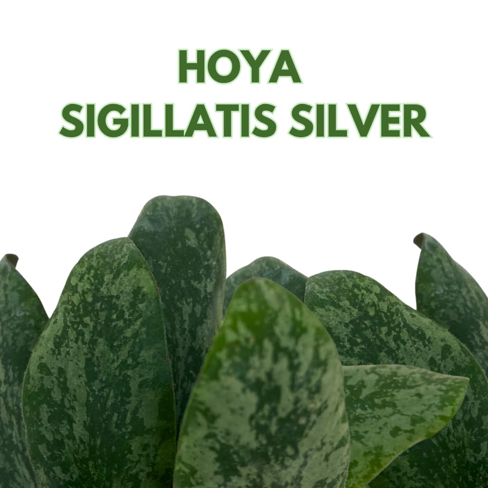 BubbleBlooms Hoya Sigilatis in a 2 inch Pot Tiny Mini Pixie Plant