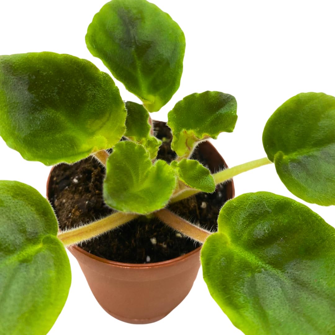 Harmony Foliage Mini African Violet California Victory, 2 inch White Pink Flower