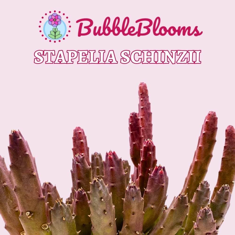 BubbleBlooms Schinzii Stapelia Huernia Starflower Starfish Plant in a 6 inch Pot