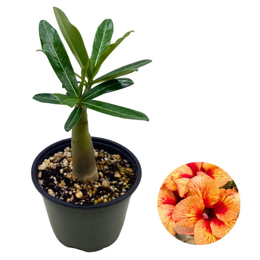 BubbleBlooms Desert Rose Predator in a 4 inch Pot Extremely Rare Flower