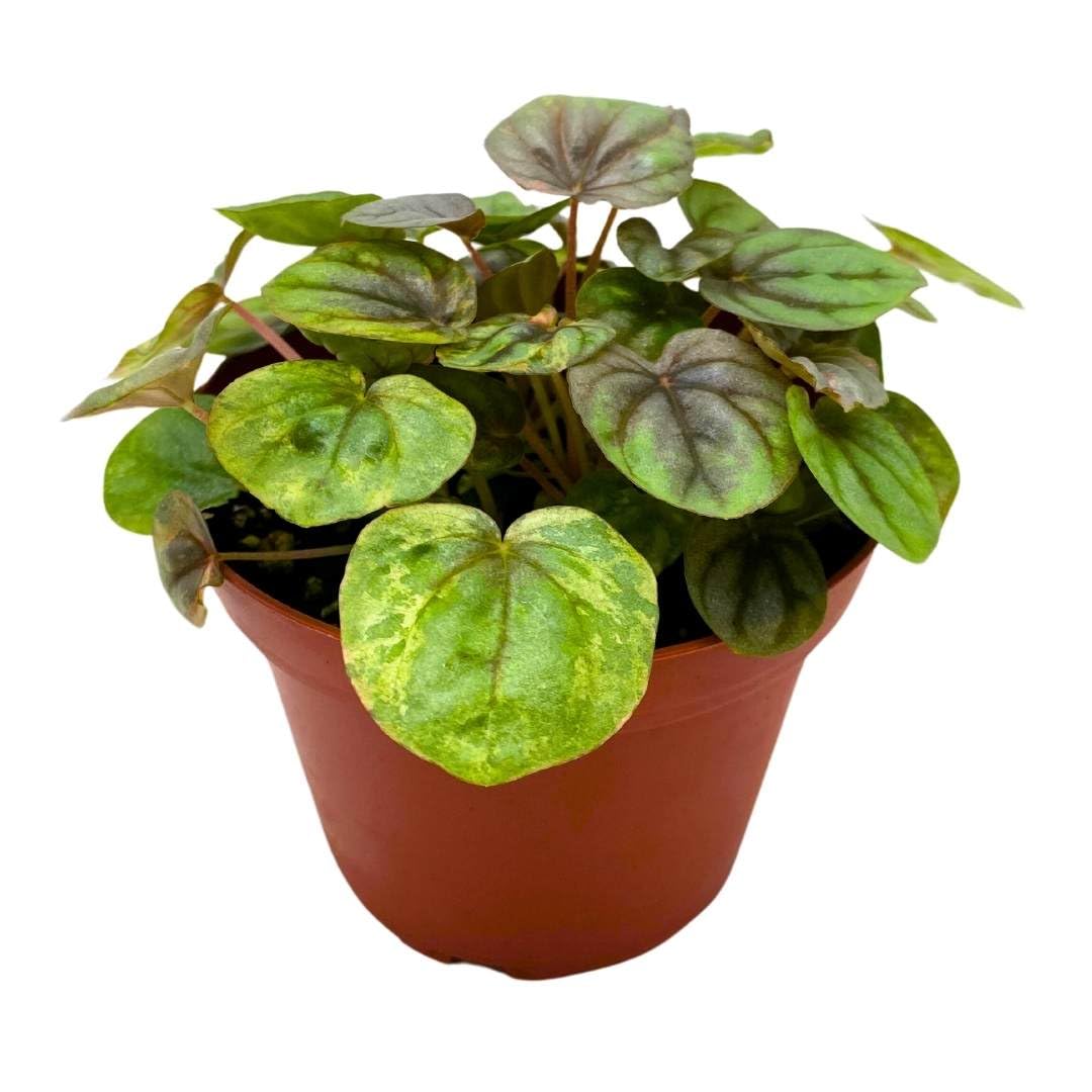 Harmony Foliage Peperomia Pink Lady 4 inch