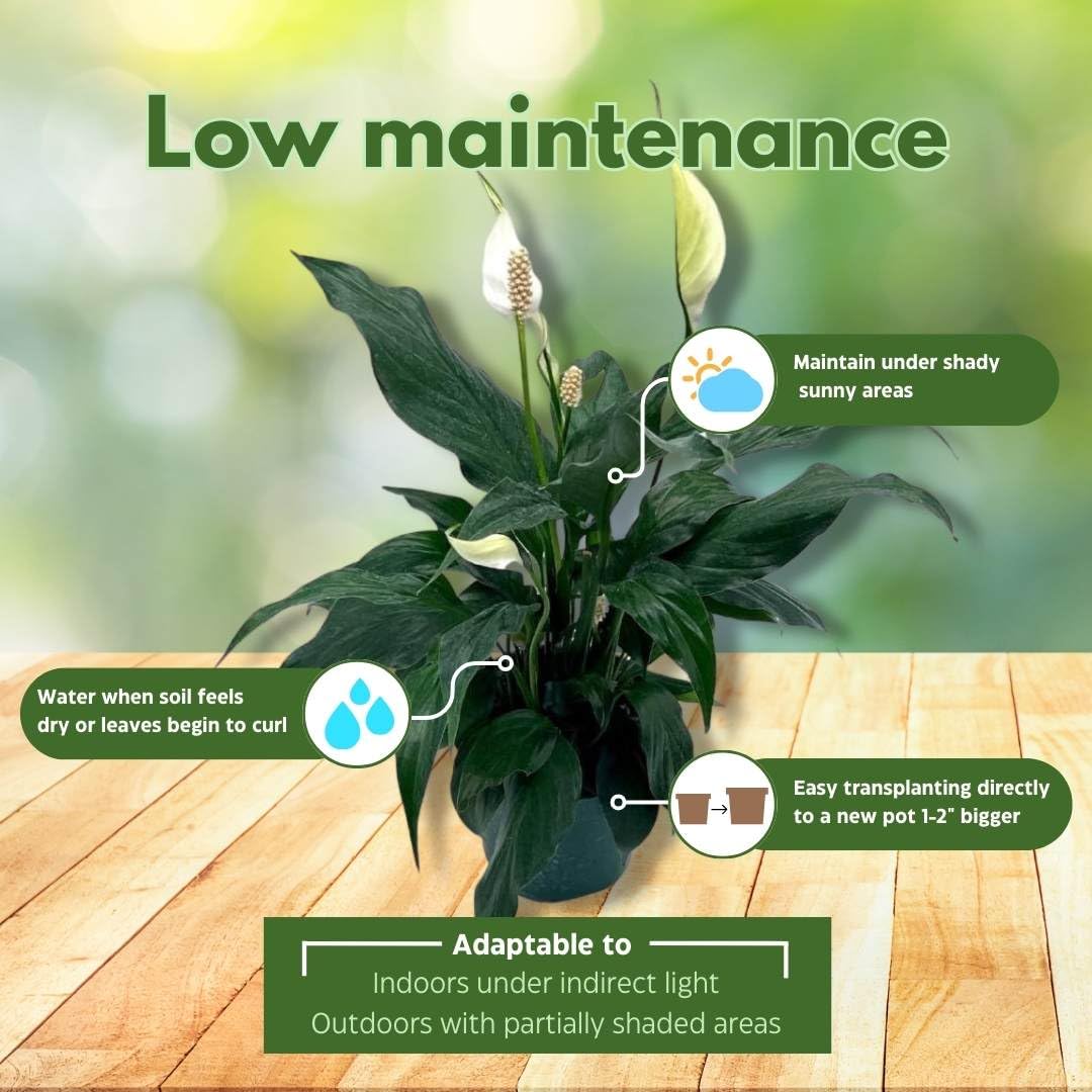 peace lily low maintenance BubbleBlooms Peace Lily in a 4 inch Pot Spathiphyllum Wallisii, White – Florida House Plants