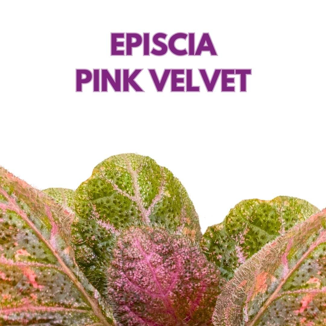 Harmony Foliage Episcia Pink Velvet Flame Violet 2 inch