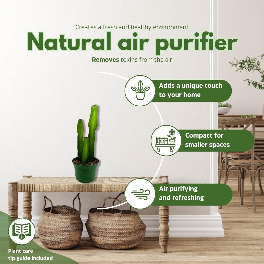 BubbleBlooms Green Milk Tree 6 inch Euphorbia Trigona African Milktree Cathedral Cactus