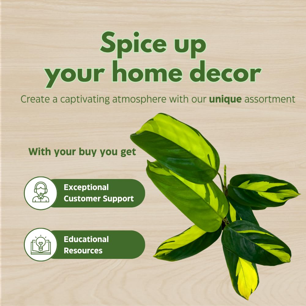 BubbleBlooms Calathea Pilosa in a 2 inch Pot Tiny Minie Pixie Plant