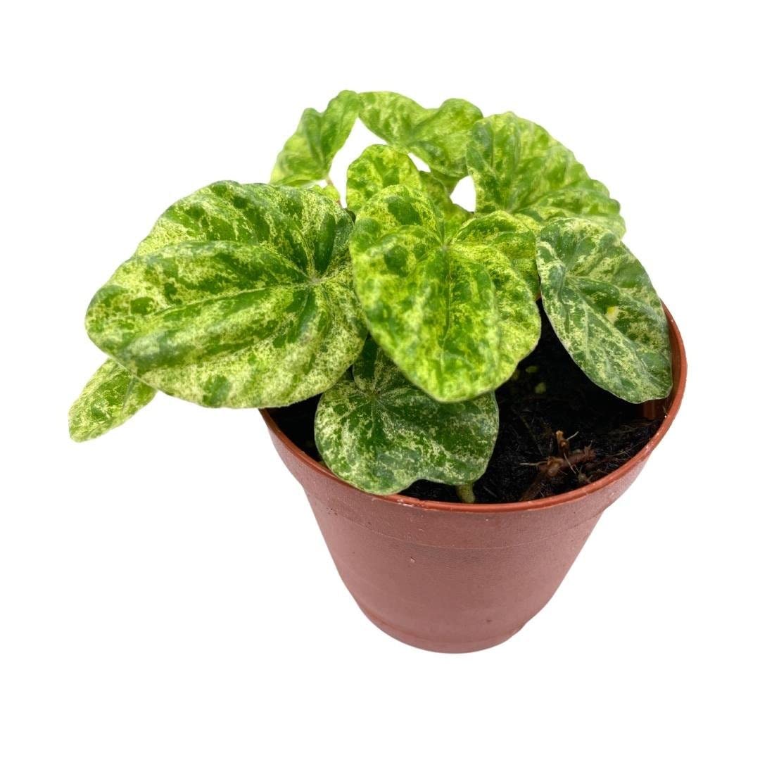 Variegated Emerald Ripple Peperomia, Freckles, Caperata, 2 inch Pot, Rare Pep, Tiny Mini Pixie Plant Rare Exclusive