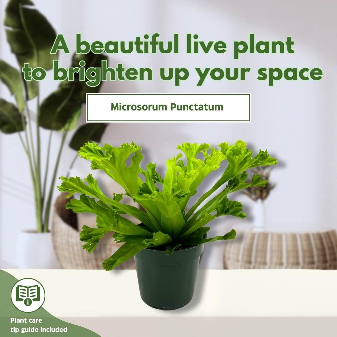 BubbleBlooms Fishtail Fern 4 inch Microsorum punctatum Forked Tips Grandiceps