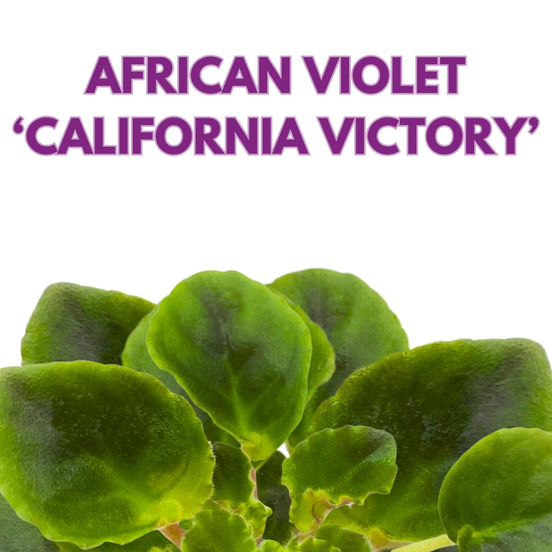 Harmony Foliage Mini African Violet California Victory, 2 inch White Pink Flower