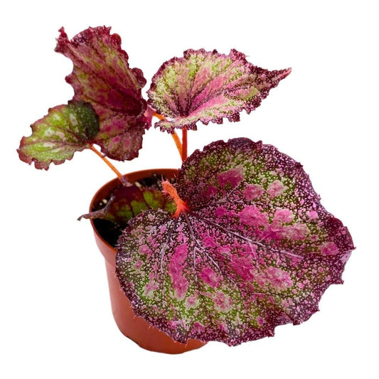 Harmony's Stained Glass 4 inch Begonia Rex Multicolored Splash