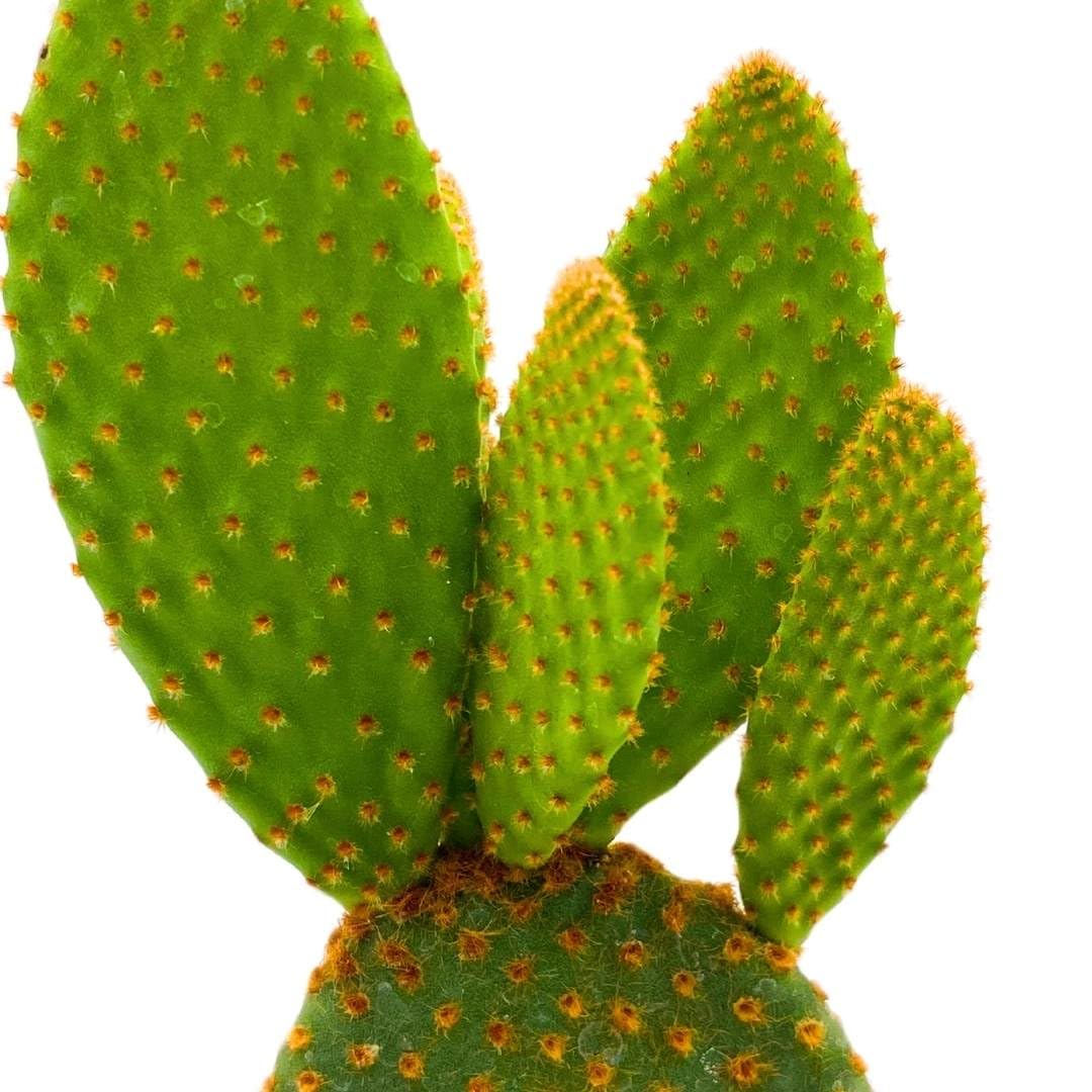 BubbleBlooms Bunny-Ears Prickly-pear Copper Red, 3 inch Pot Opuntia microdasys