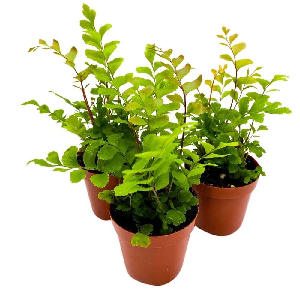 Delta Maidenhair Fern 2 inch Set of 3 Adiantum raddianum Tiny Mini Pixie Plants