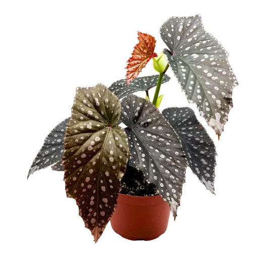 Harmony's Fury Angel Wing Cane Begonia 6 inch Premium Hybrid