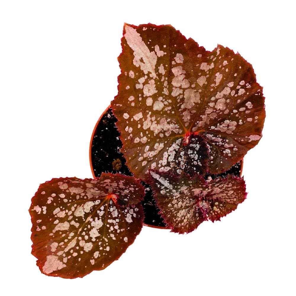 Begonia Island Magic Rhizomatous, 4 inch, Rhizo Brown Super Splashy White Dots