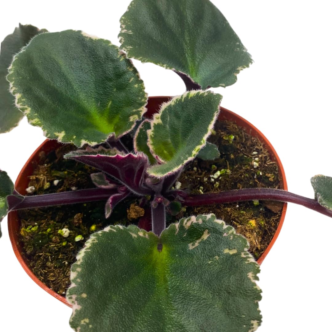 Harmony Foliage African Violet Wrangler's Winter Hawk Variegated 4 inch Purple Flower