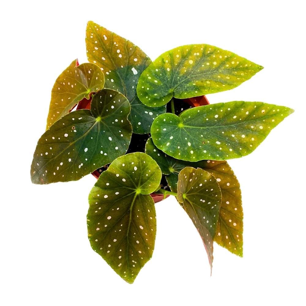 Harmony's Dark Queen Angel Wing, 6 inch Cane Begonia Green Leaf White Polkadots