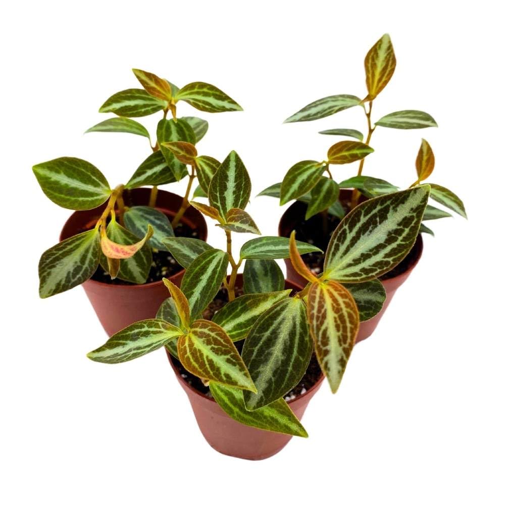 Peperomia Trinervis, 2 inch Set of 3, Variegated Bicolor Red Leaf Pep Silver Ecuador