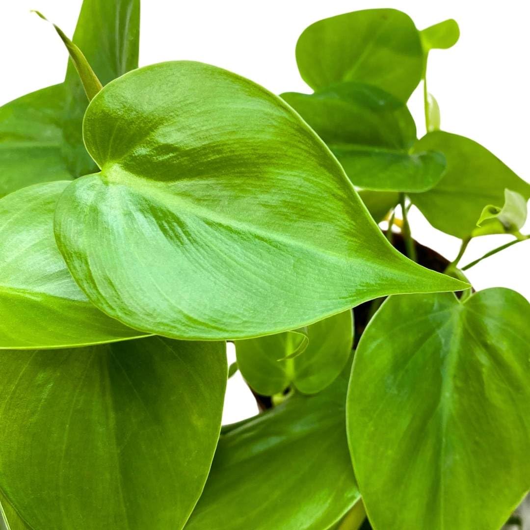 BubbleBlooms Philodendron Heartleaf 4 inch hederaceum