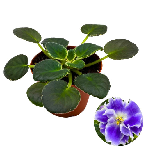 Harmony Foliage African Violet RS Ariel Variegated 4 inch White Blue Flower