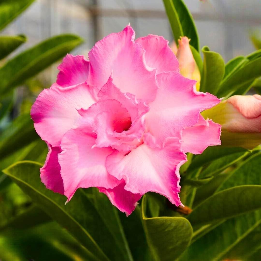 BubbleBlooms Desert Rose Charlize 5 inch Pot Rare Pink Variegated Flower