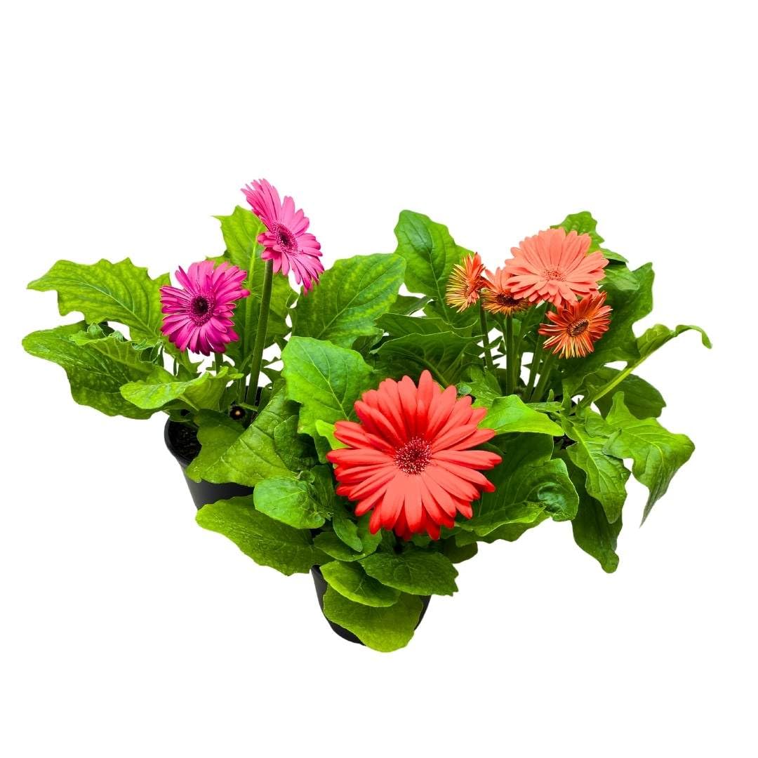 BubbleBlooms Flowering Gerbera Daisy jamesonii Set of 3 in 4 inch pots African Barberton Transvaal Hilton Daisy Mother's Day Plants