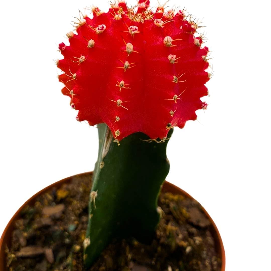 BubbleBlooms Grafted Red Moon Cactus 3 inch