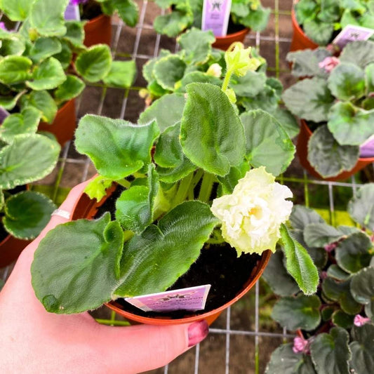 White Queen African Violet, 4 inch, Gesneriad All White Ruffle Flower