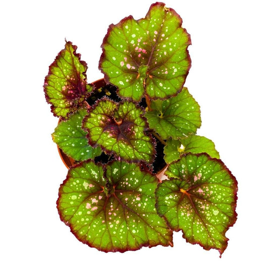 Harmony's Christmas Cheer Begonia Rex 4 inch Red and Green with Snowflakes White Dots