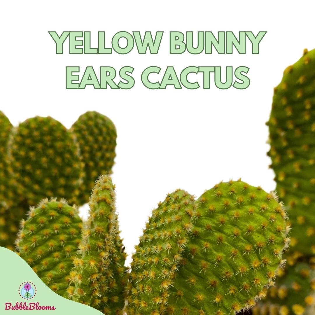 Yellow Bunny Ears Cactus, 2 inch Set of 3, Opuntia microdasys, Angel's Wings Tiny Mini Pixie Plants