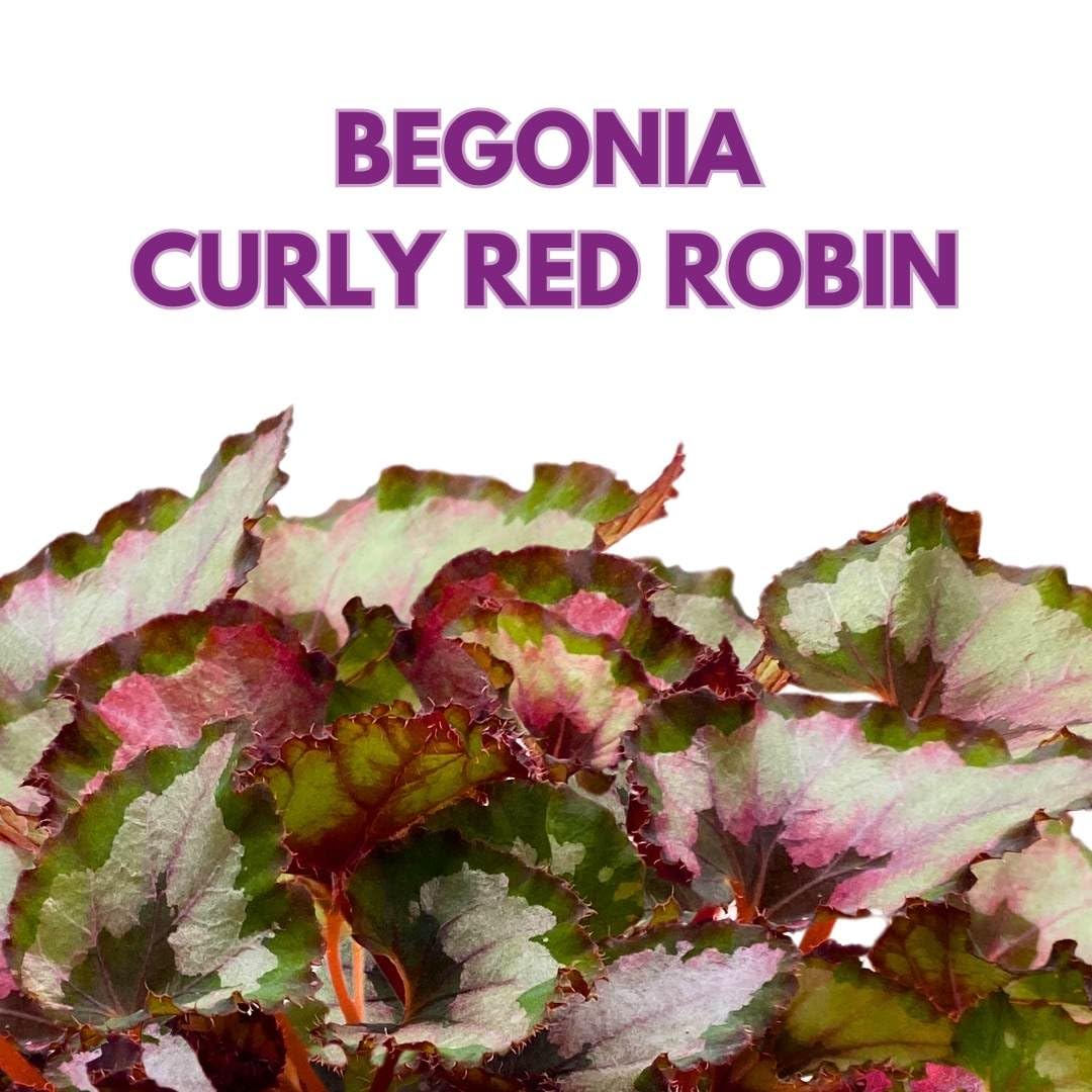 Harmony Foliage Begonia Curly Red Robin 6 inch Red Gray Curly