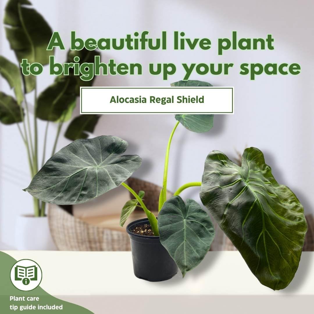 BubbleBlooms Alocasia Regal Shield in a 6 inch Pot Black Elephant Ear, Upright
