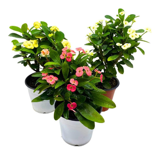 Crown of Thorns, Euphorbia milii Assortment, Set of 3 in 4 inch pots, Crown-of-Thorns Plant, Christ Thorn