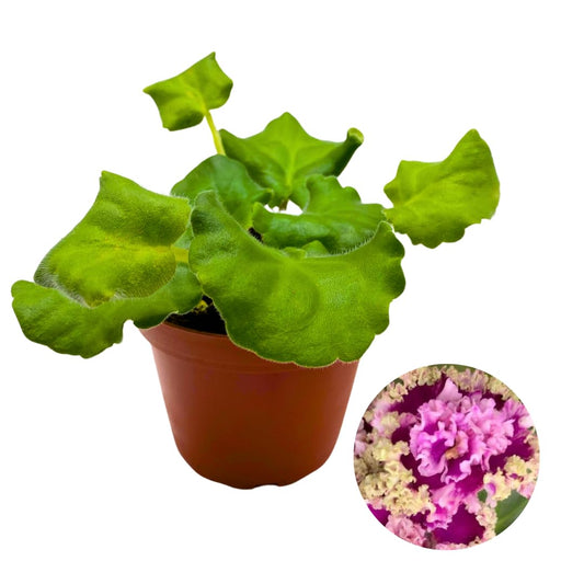 Harmony Foliage African Violet Lacey Lass 4 inch Purple Pink Super Ruffle