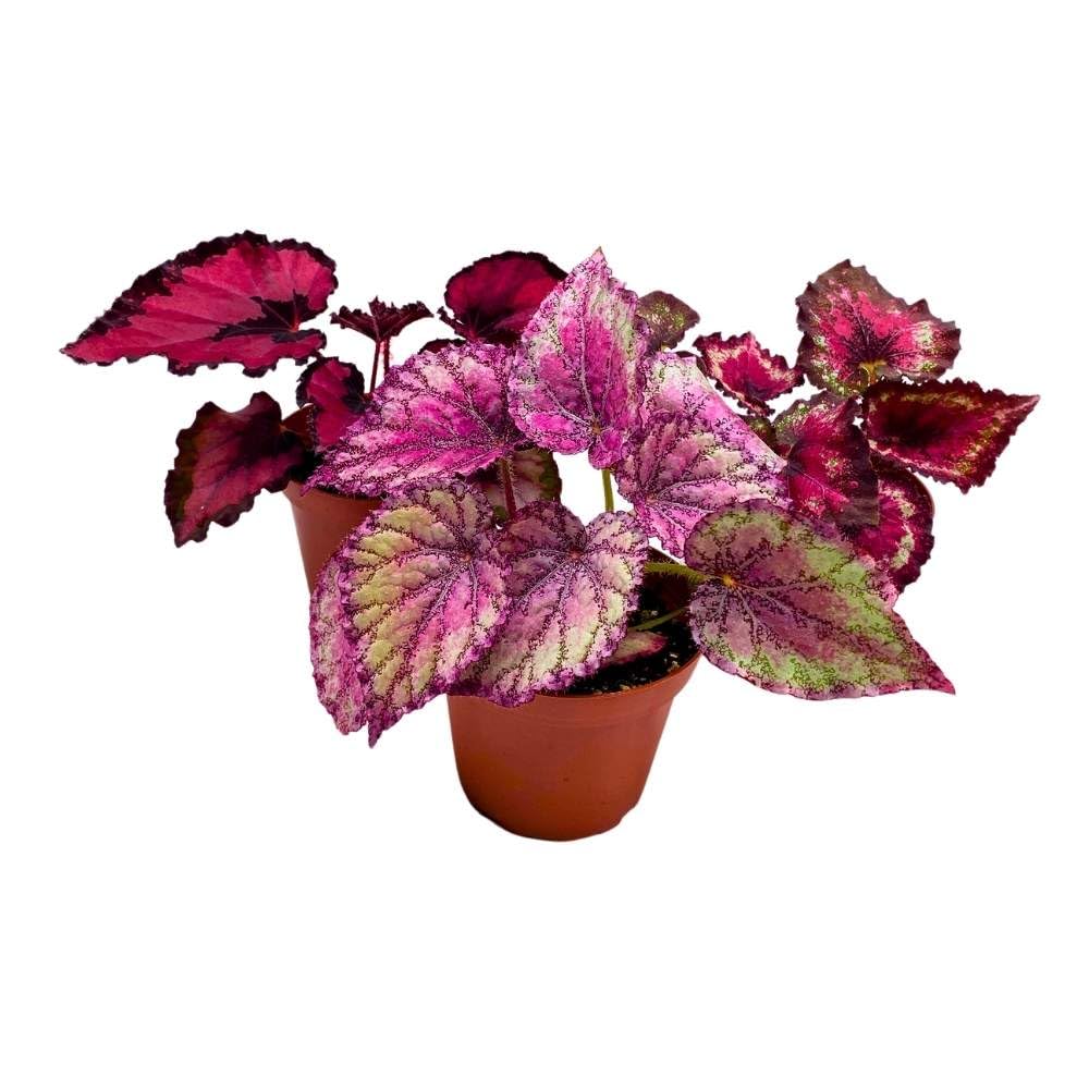 Harmony's Valentine's Day Begonia Assortment 4 inch Set of 3 Red and Pink Sweetheart Rex Begonias