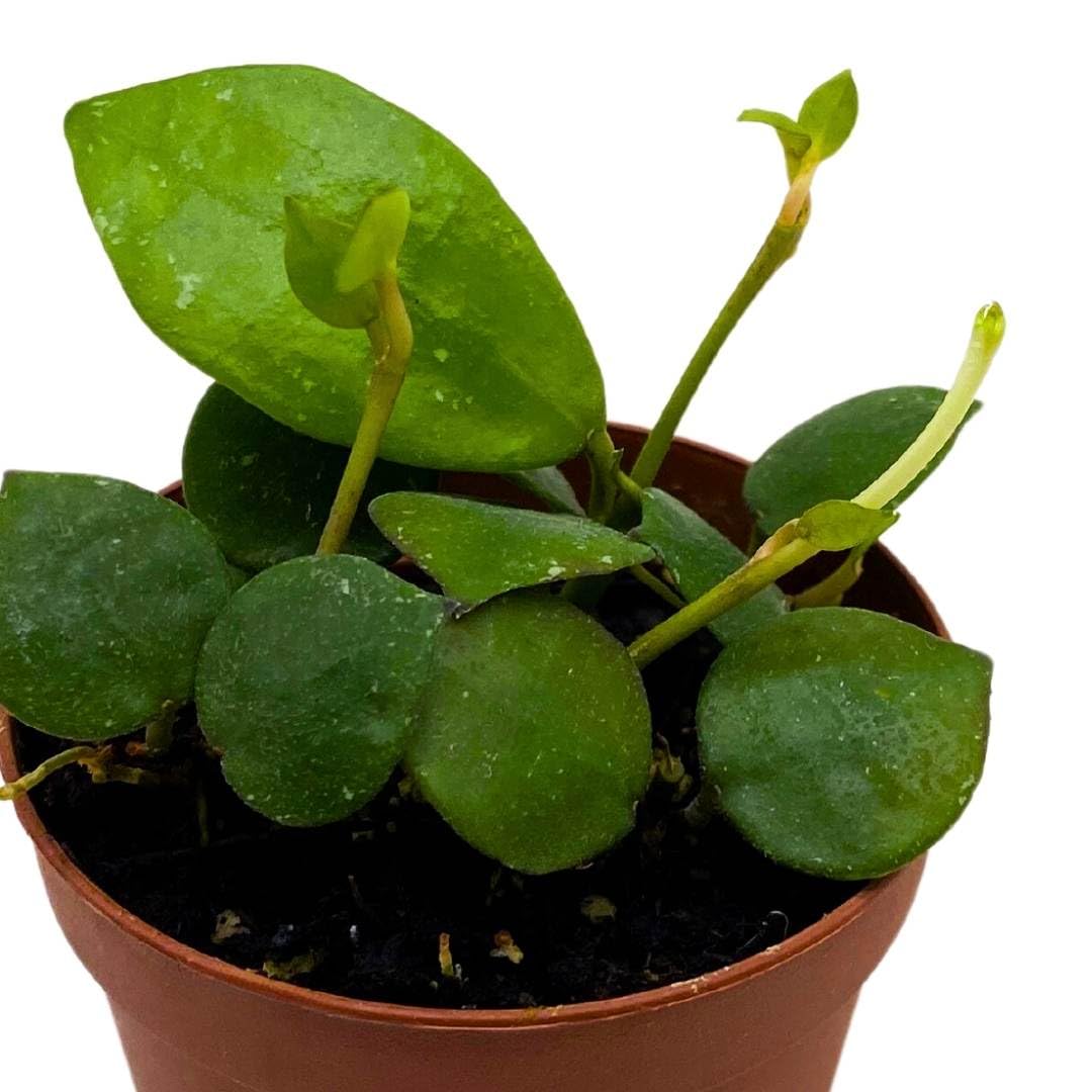 BubbleBlooms Hoya Lacunosa Fraser Hills in a 2 inch Pot