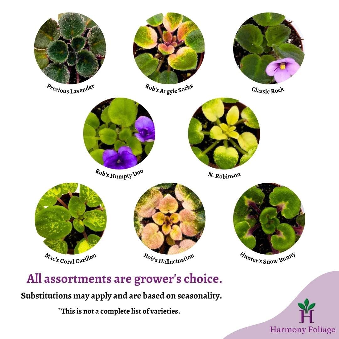 Harmony's Variegated African Violet Assortment, 2 inch Set of 5, Rare Mini Saintpaulia Violets Gesneriads